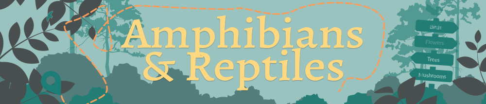 Banner reads: Amphibians and reptiles