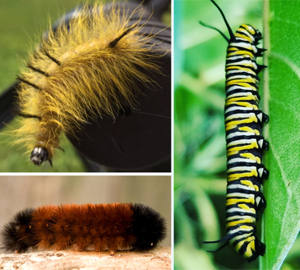 Three caterpillars
