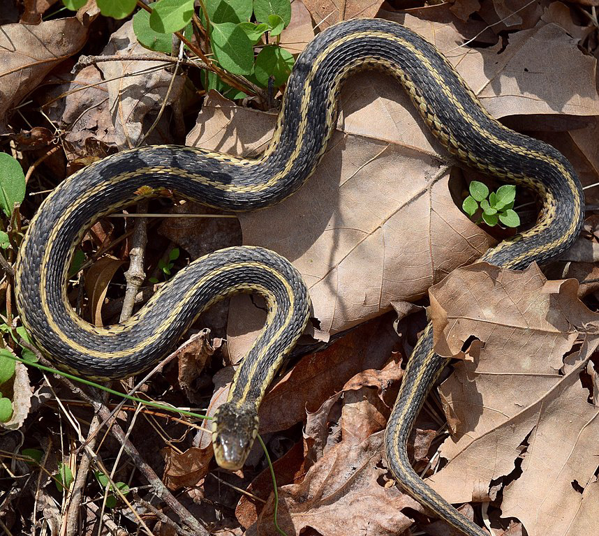 Garter snake in leaves