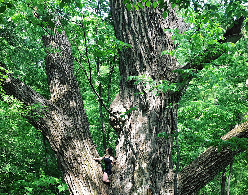 large cottonwood tree