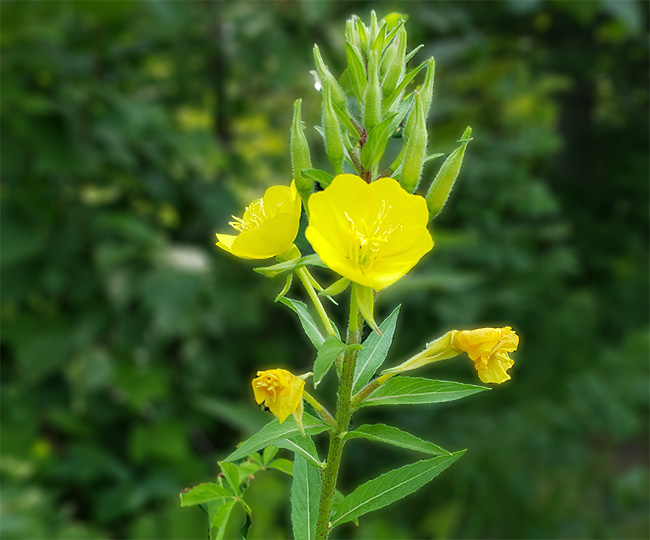 Yellow flower on stalk with pointy leaves
