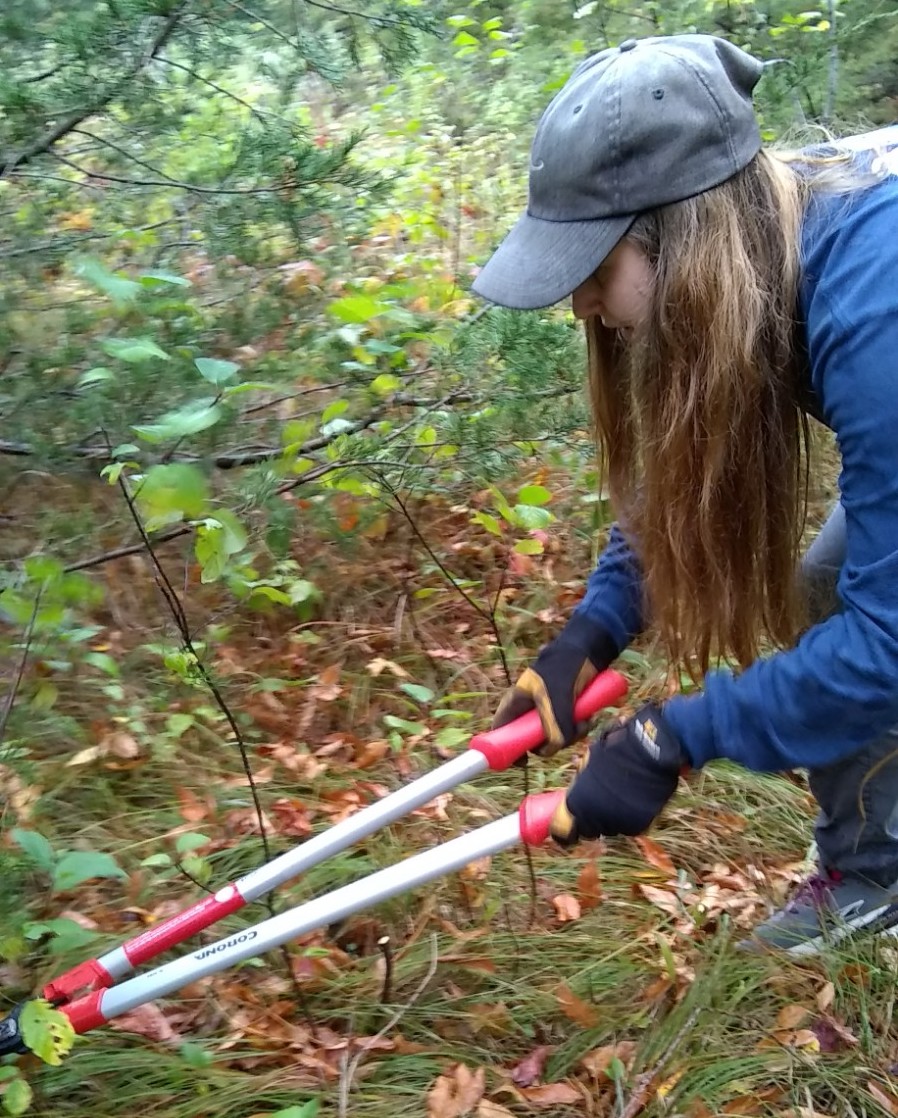 volunteer uses loppers to clip buckthorn