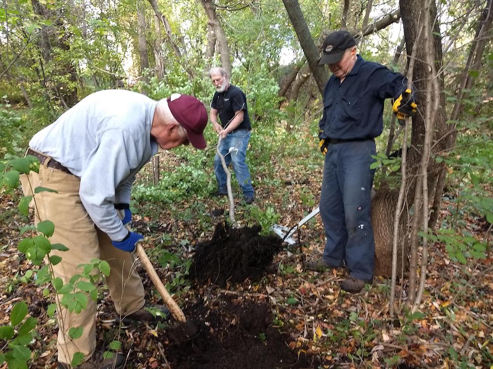 three volunteers use a weed puller to pull buckthorn