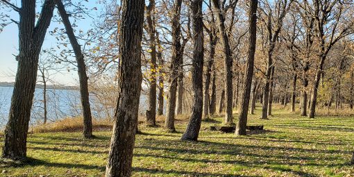 Grassy field dotted with oak trees along a lake shore