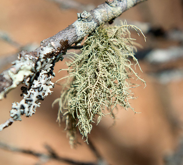 bristly lichen
