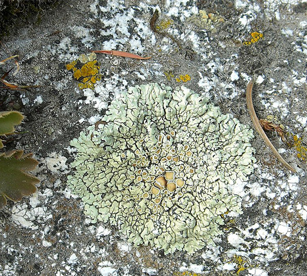 Green lichen on a rock