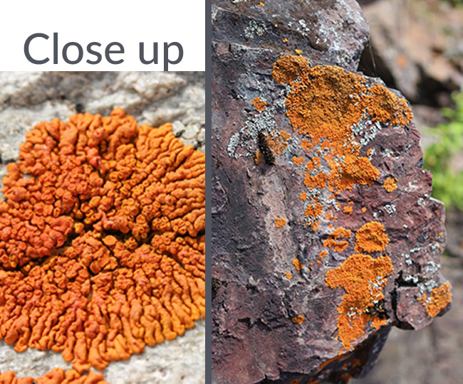 orange lichen growing on rock