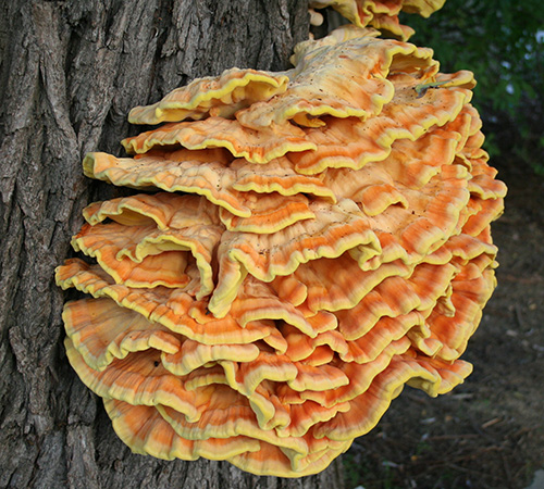 Orange, layered mushroom