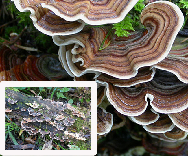 Brown, wavy mushroom