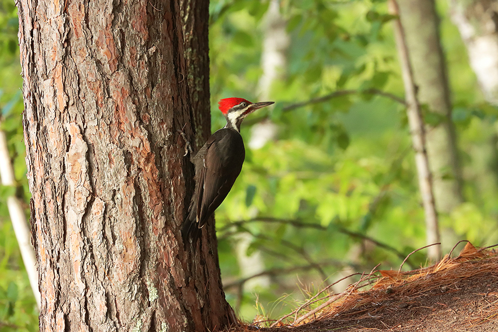 Bird with red head clinging to tree