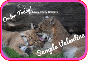 sample valentine with cuddling bobcats
