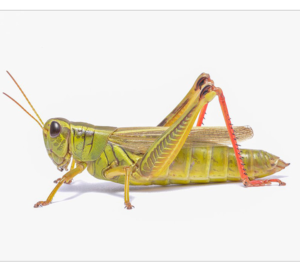 Grasshopper in studio setting