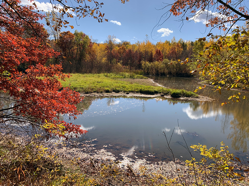 A muddy swamp surrounded by fall colored trees