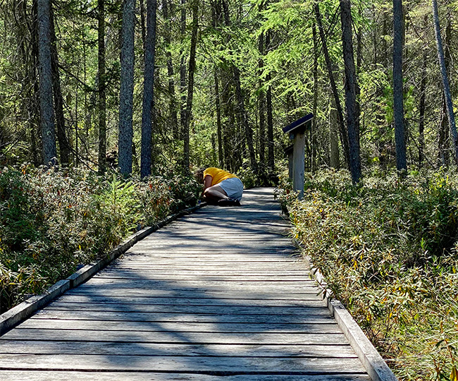Wooden boardwalk leading into a forest