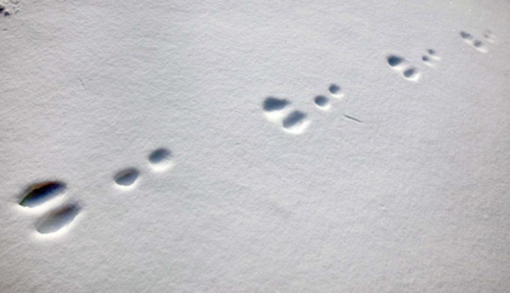 Animal tracks in snow with two largeer ovals followed by two smaller ovals