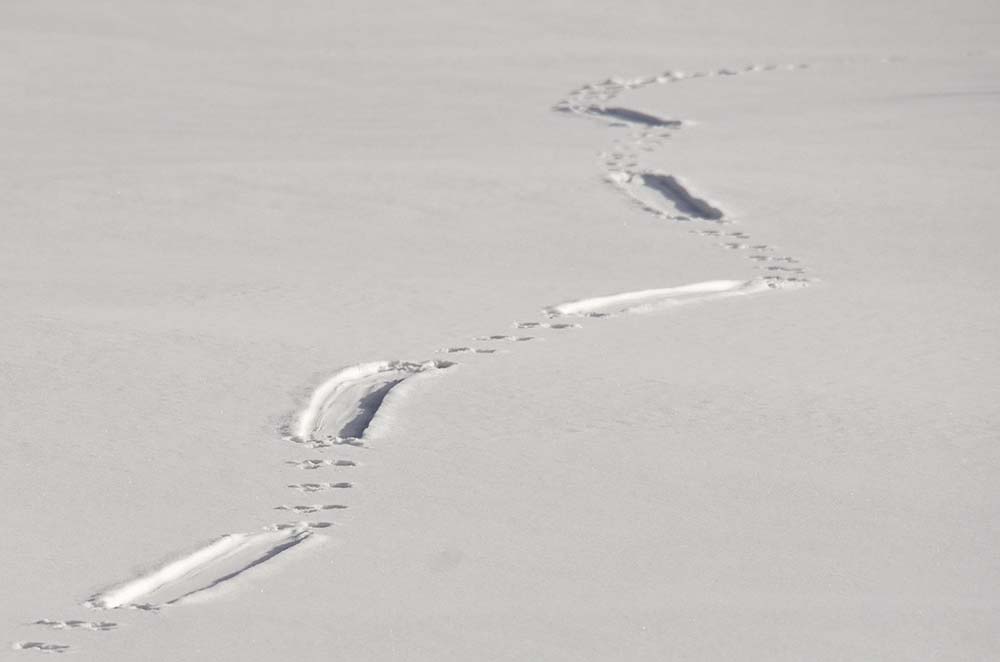 Animal tracks in snow with slide marks followed by series of ovals