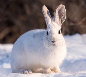 White hare in the snow