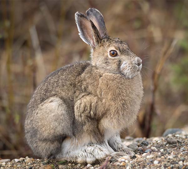 Snowshoe hare with brown summer fur