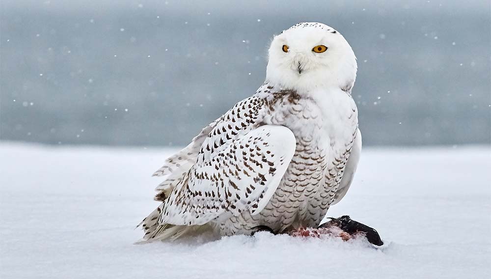 Snowy Owl sitting in snow on top of its prey