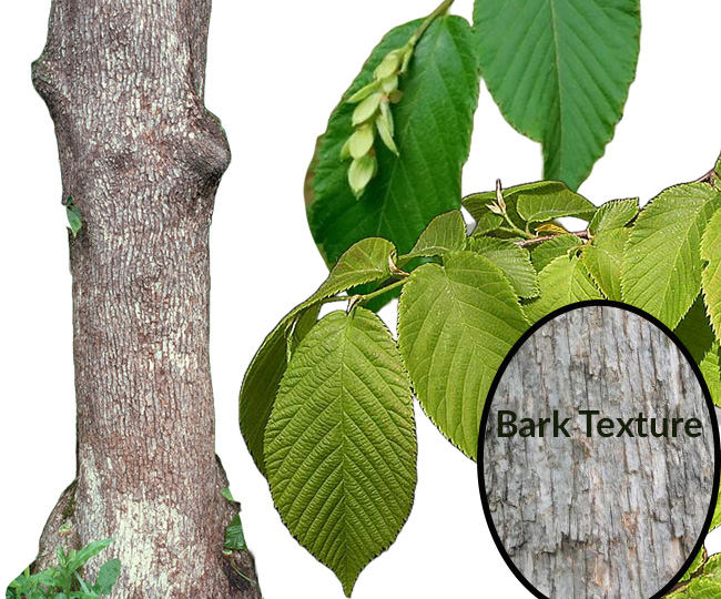 Compilation photos of Ironwood's trunk, leaves, and seeds
