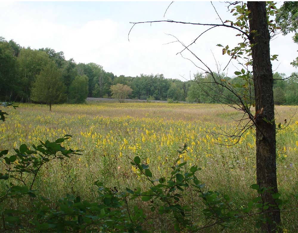 Field with goldenrod blooming