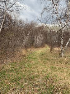 Grassy trail alongside trees