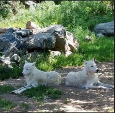 Wolves: Myths and Misconceptions