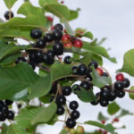 Glossy buckthorn with berries
