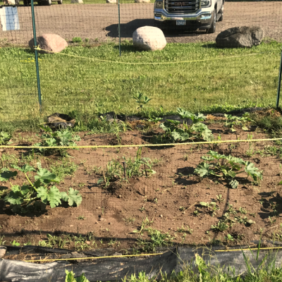 small garden with three sisters planted—beans, corn, and squash
