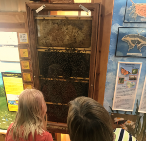 two kids looking at bee hive observation set-up indoors