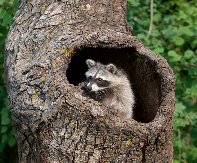 Raccoon in a tree hole