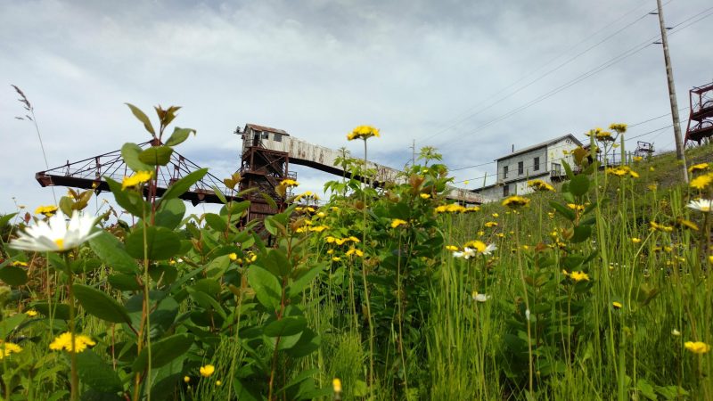 A field of wildflowers in the old stockpile area beneath the trestle at the Soudan Underground Mine