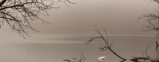 A pair of trumpeter swans enjoys a quiet and foggy morning