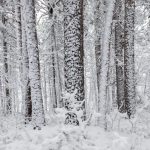 Snowy Itasca State Park by Jelieta Walinski Ph.D