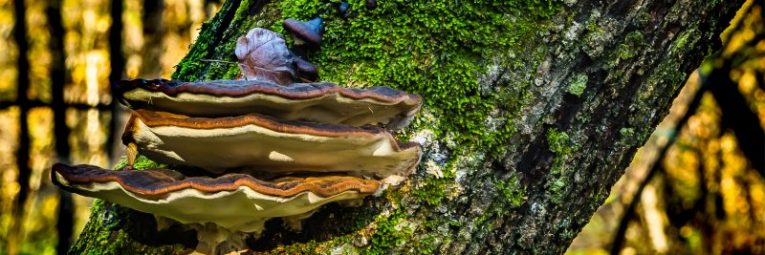 mushroom and lichen on tree