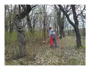 Volunteer uses a brush saw to cut buckthorn