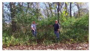 two men show grove of growing buckthorn