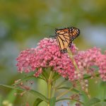 monarch on milkweed flower