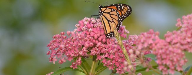 monarch on milkweed flower