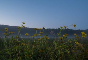 misty sunflowers in field