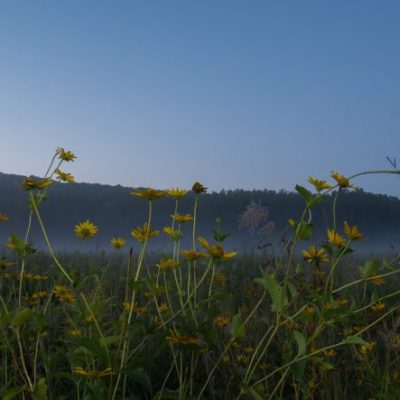 misty sunflowers in field
